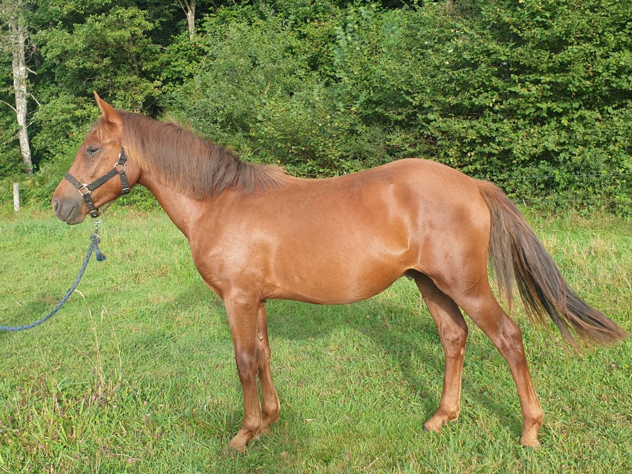 Colt New Forest For sale 2023 Chesnut