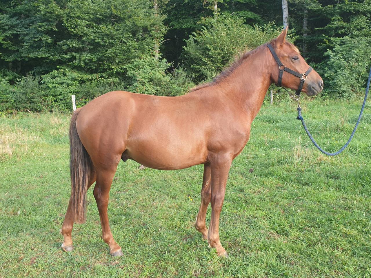 Colt New Forest For sale 2023 Chesnut