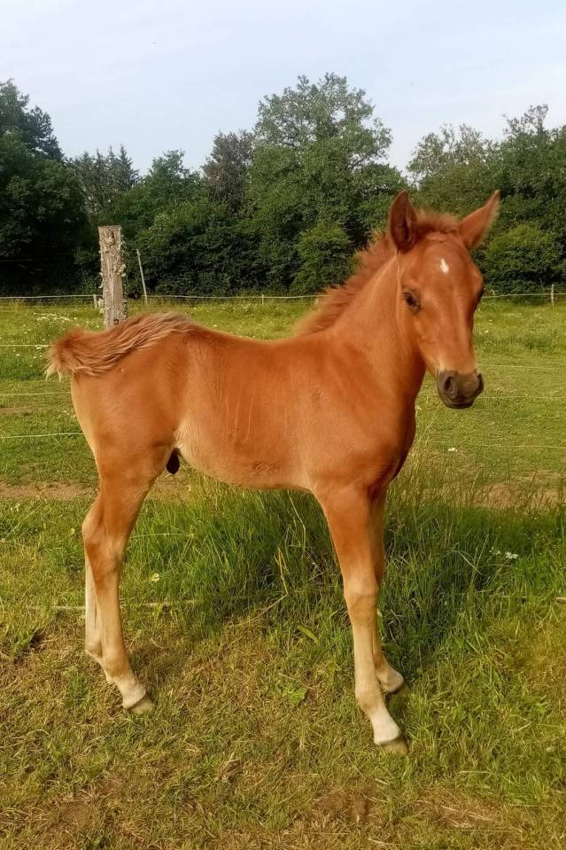 Colt New Forest For sale 2023 Chesnut