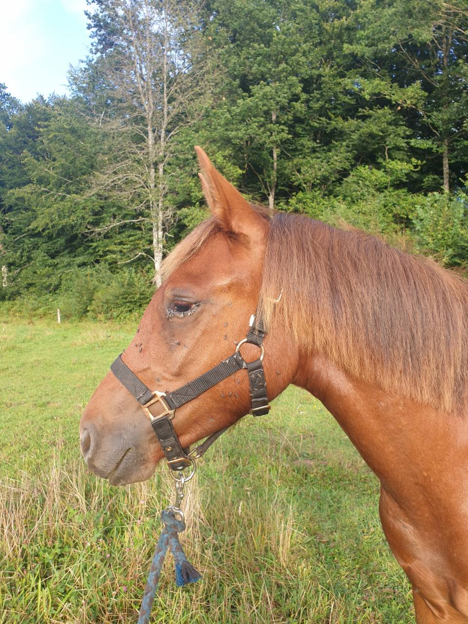 Colt New Forest For sale 2023 Chesnut