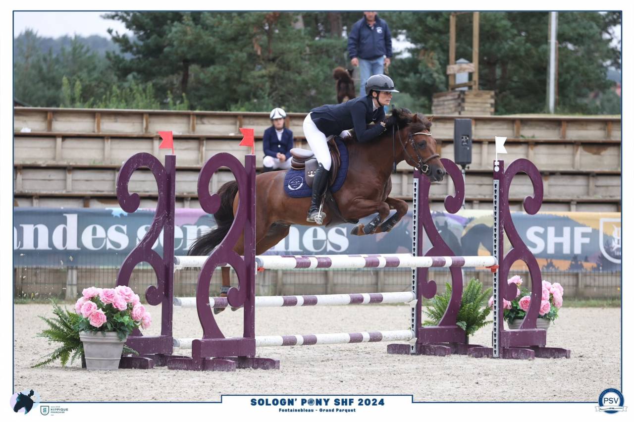 Colt New Forest For sale 2023 Chesnut