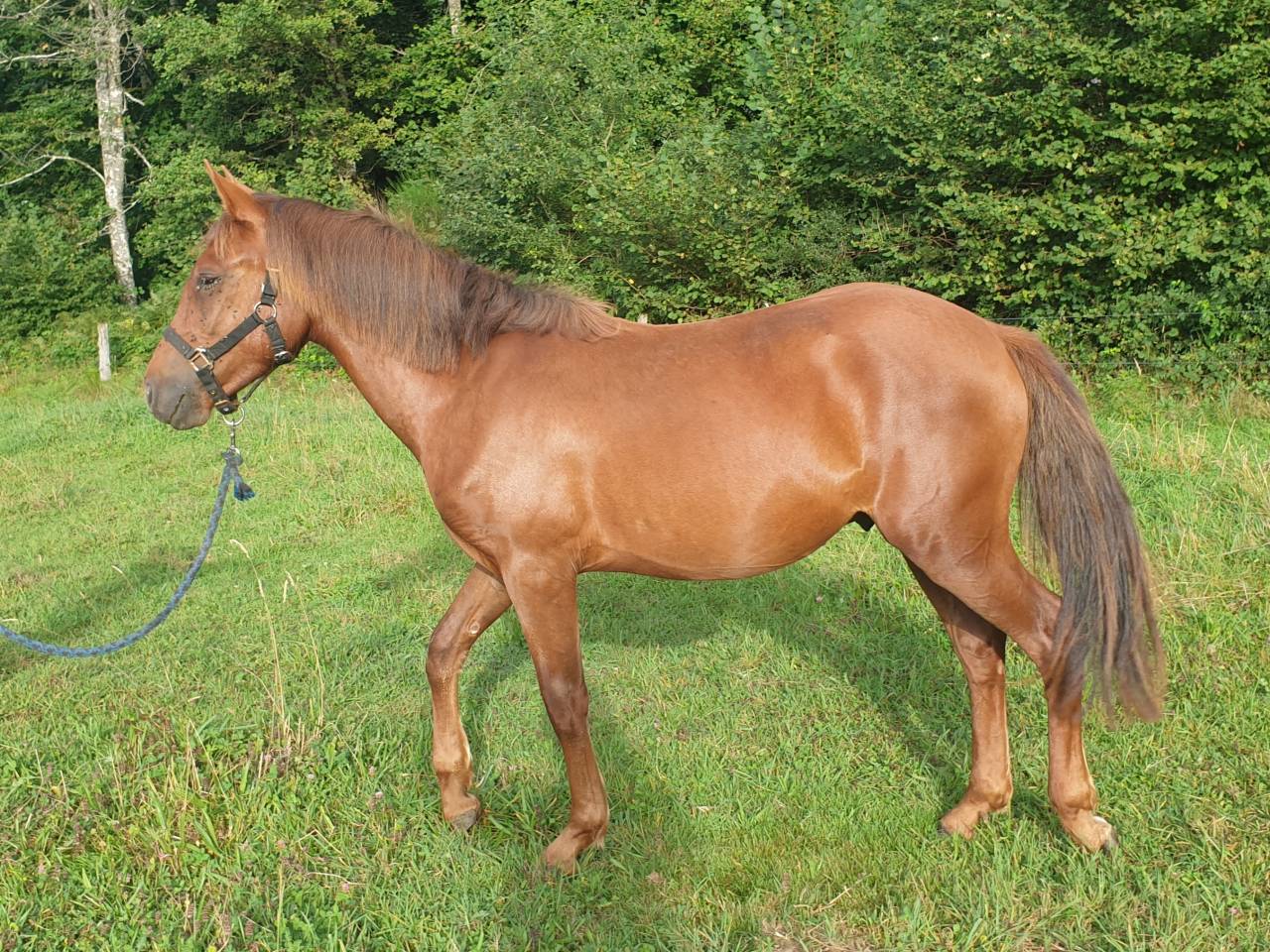 Colt New Forest For sale 2023 Chesnut