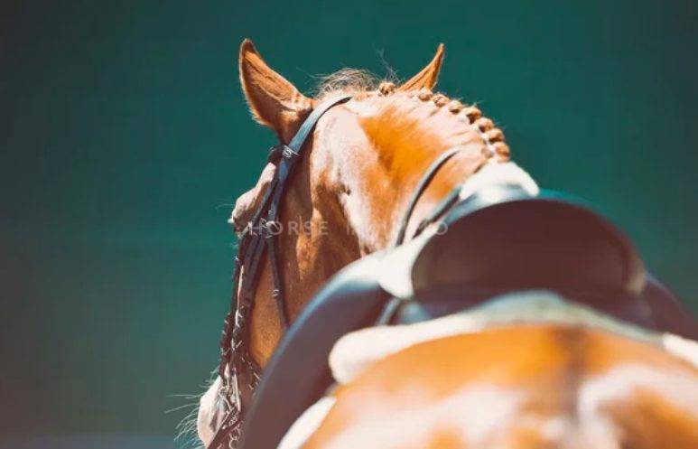 Riding school  Hérault