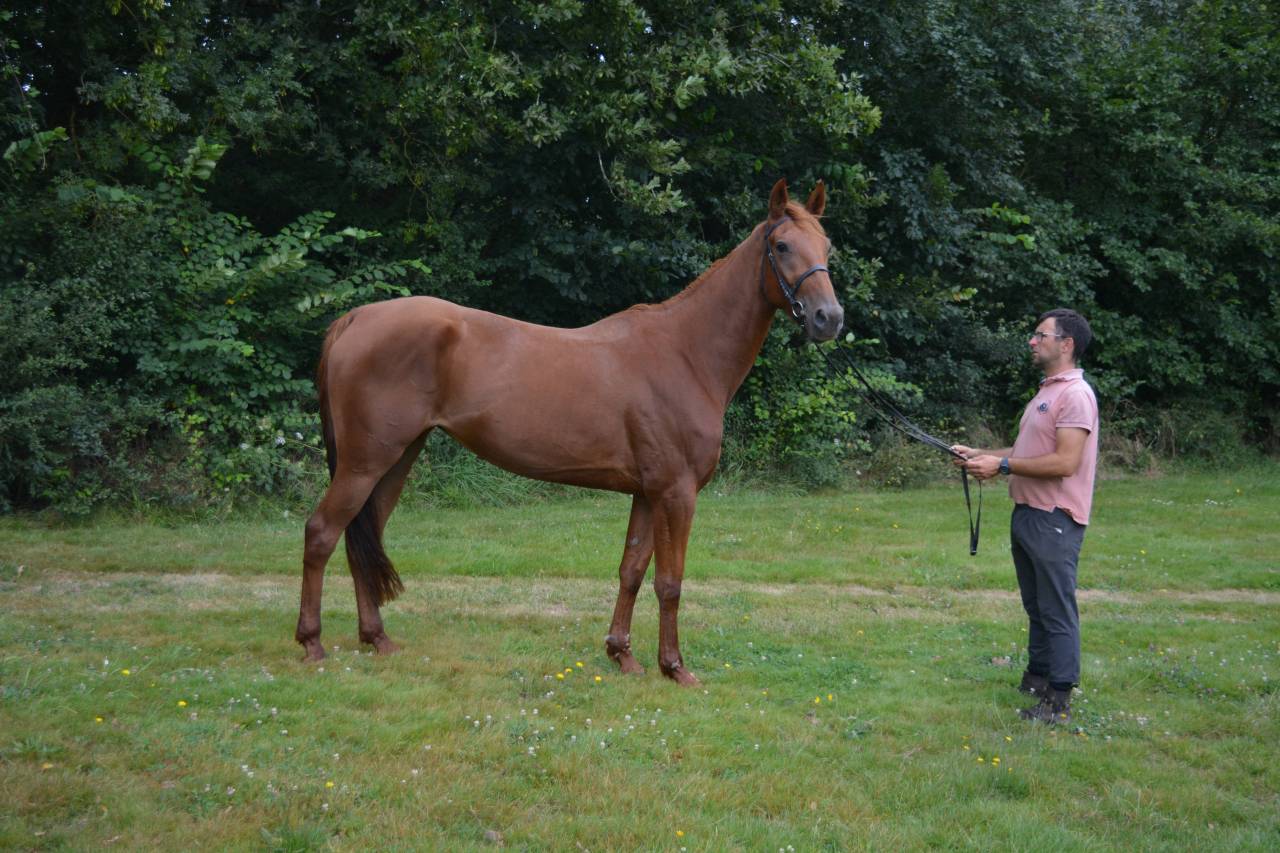 Mare French Trotter For sale 2021 Chesnut