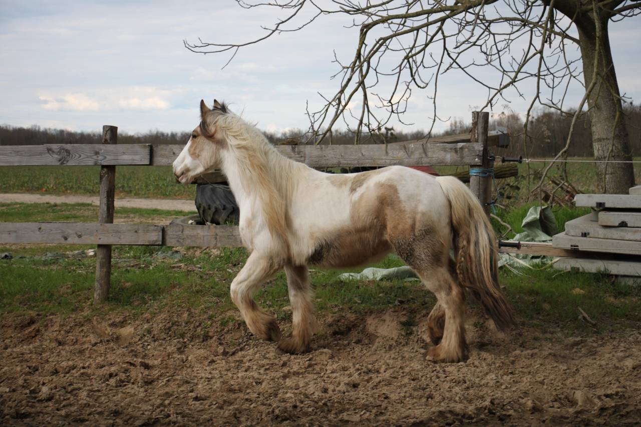 Cairnview Milo  - Irish Cob 2022 by Cairnview Forest