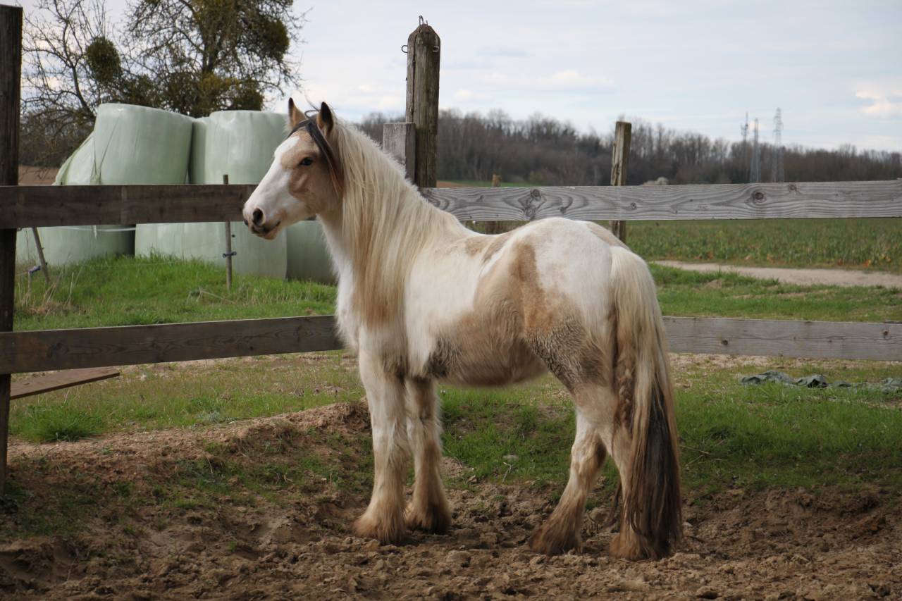 Cairnview Milo  - Irish Cob 2022 by Cairnview Forest
