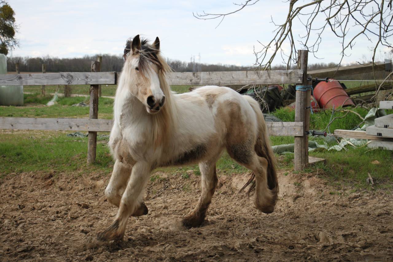 Cairnview Milo  - Irish Cob 2022 by Cairnview Forest