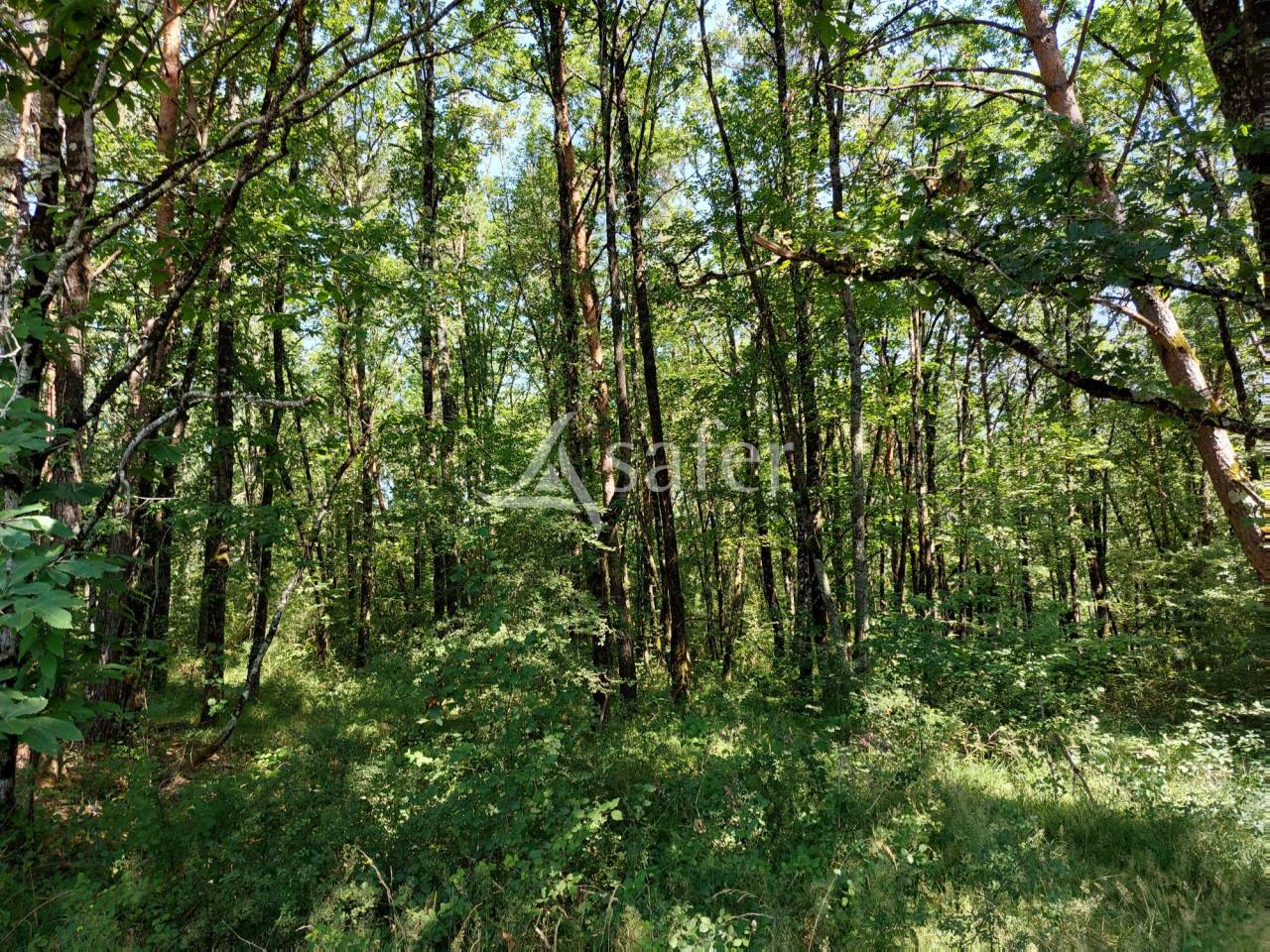 Sheep farm  Dordogne