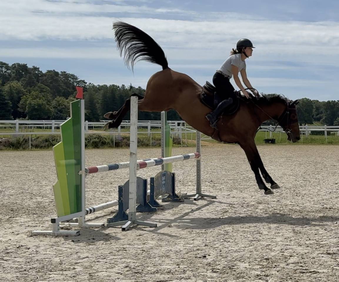 Mare Selle Français For sale 2019 Bay