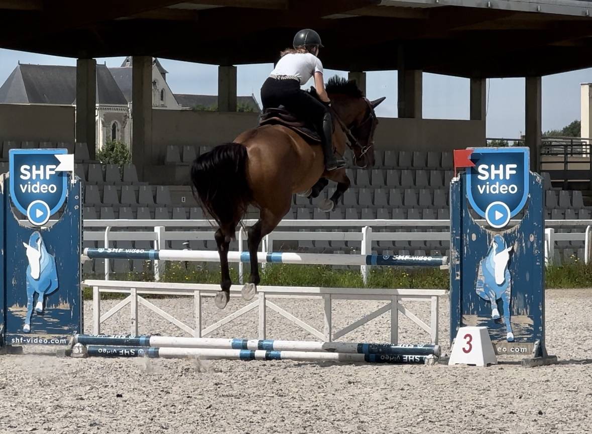 Mare Selle Français For sale 2019 Bay