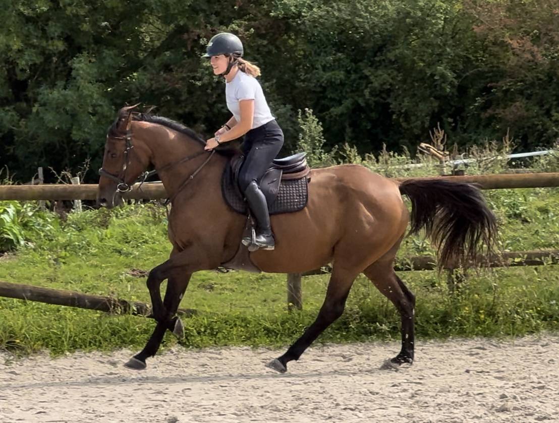 Mare Selle Français For sale 2019 Bay