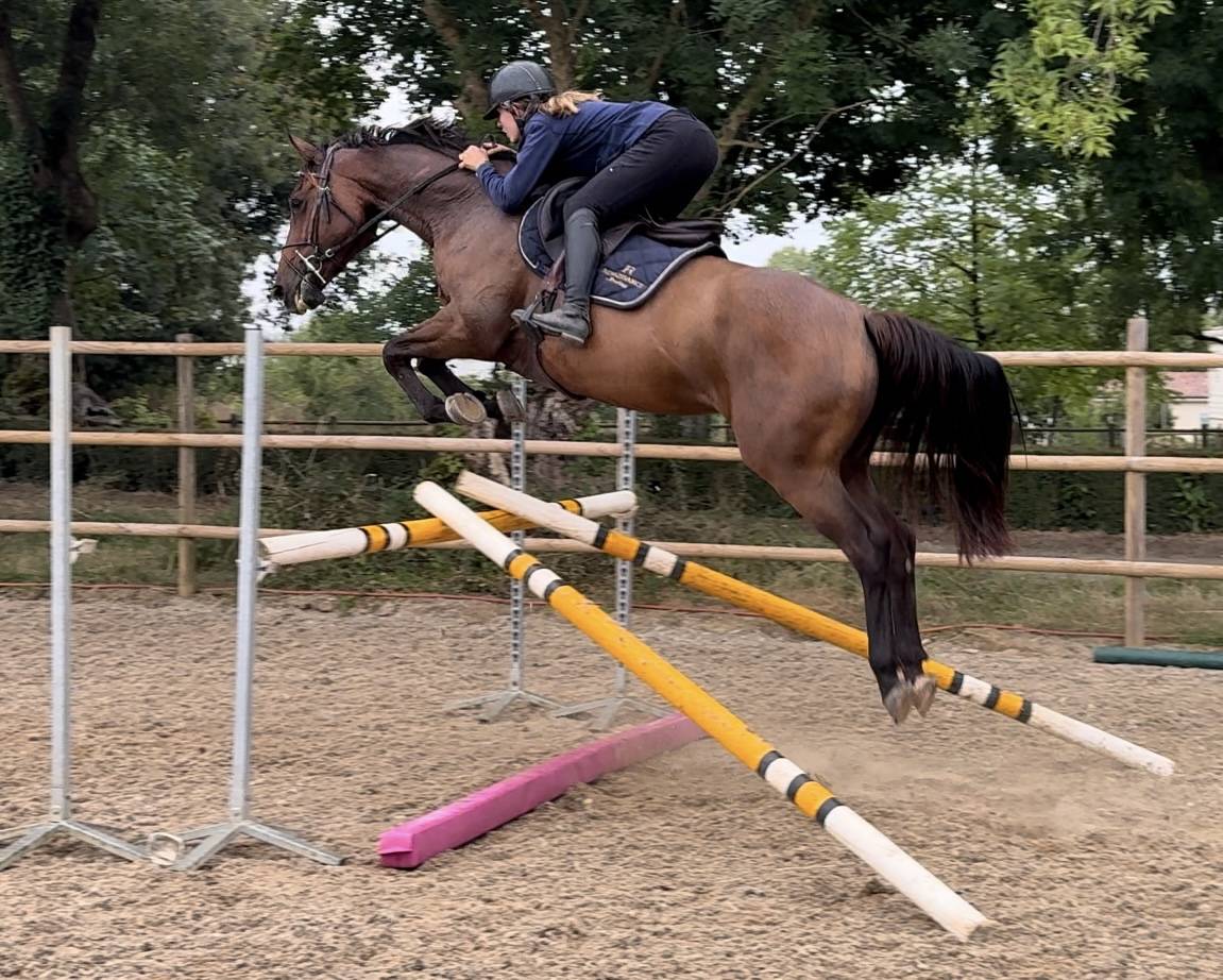 Mare Selle Français For sale 2019 Bay