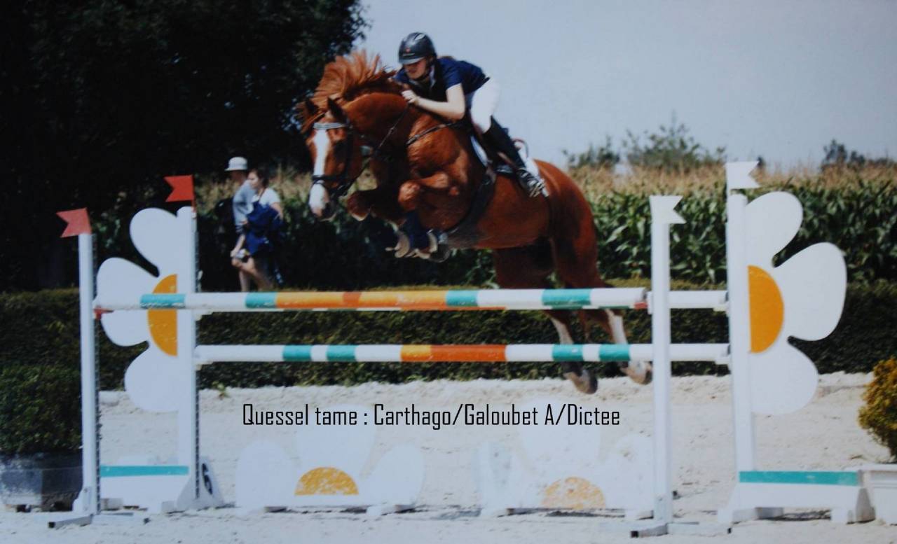 quessel tame - Selle Français 2004 by CARTHAGO