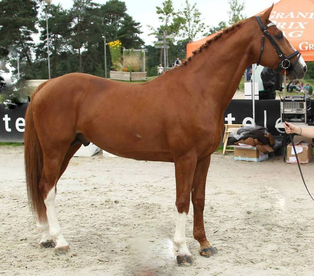 quessel tame - Selle Français 2004 by CARTHAGO