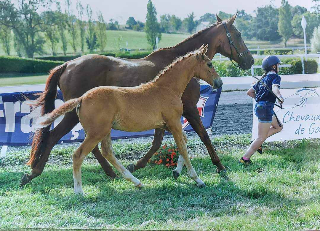quessel tame - Selle Français 2004 by CARTHAGO