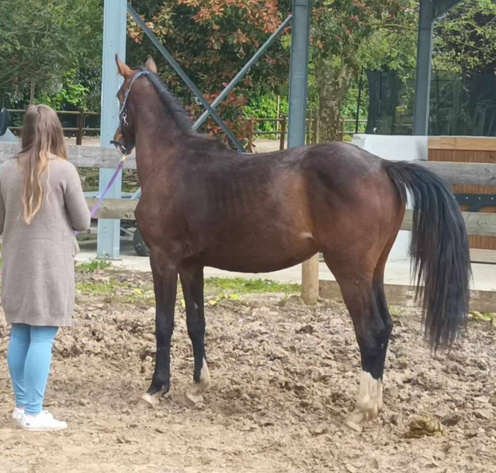 quessel tame - Selle Français 2004 by CARTHAGO