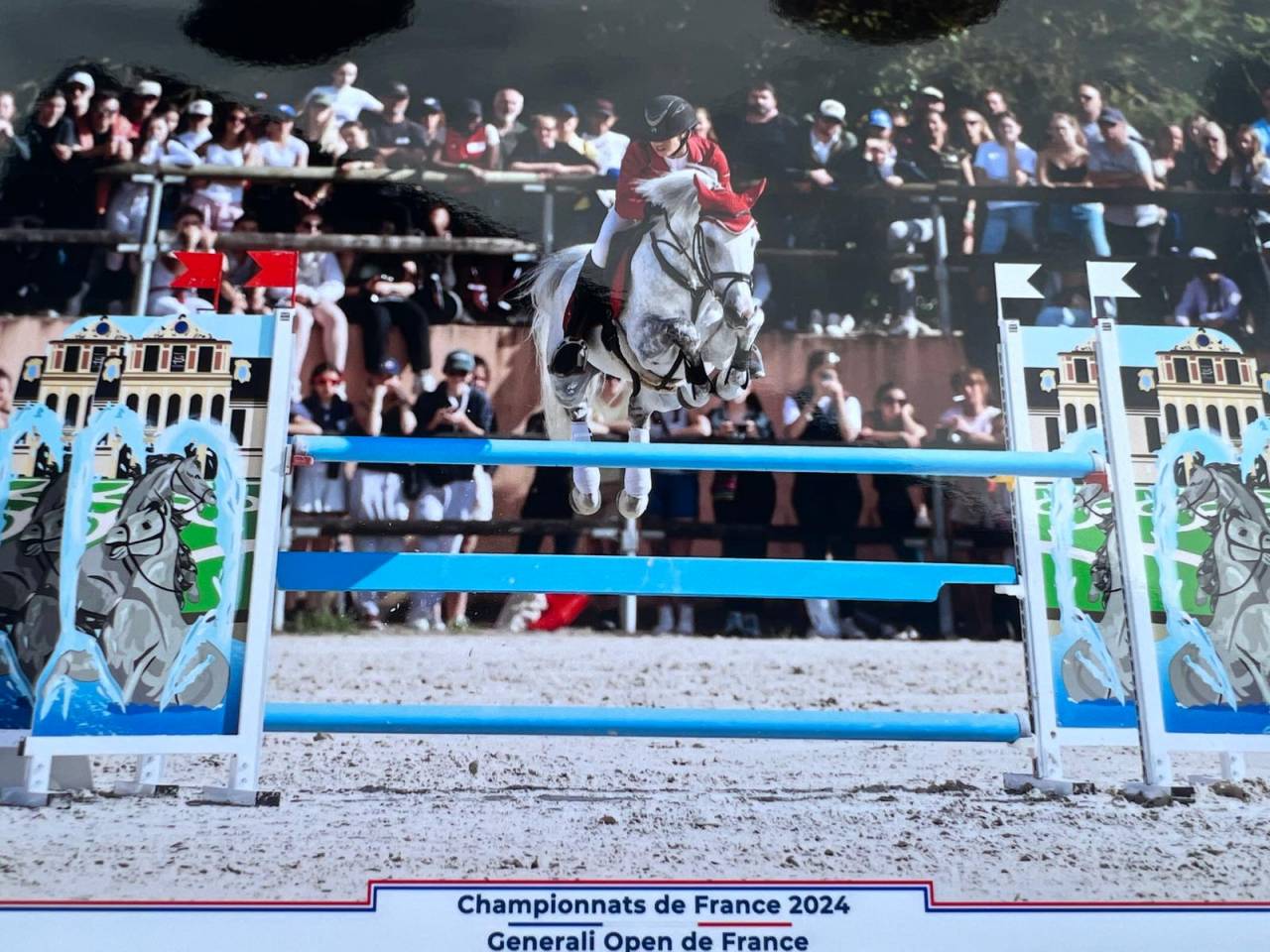 Stallion Dutch Riding Pony For loan 2012 Grey