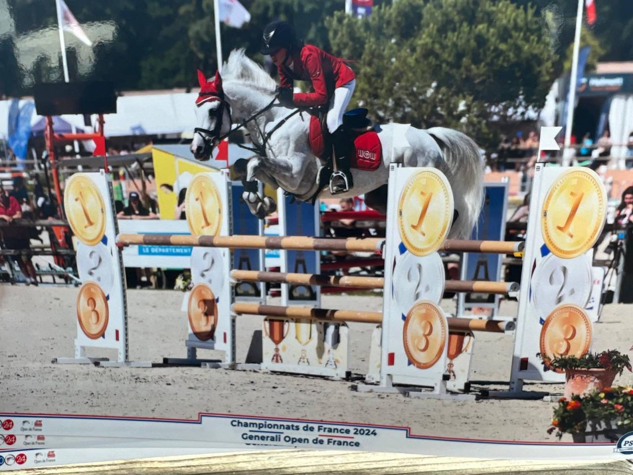 Stallion Dutch Riding Pony For loan 2012 Grey