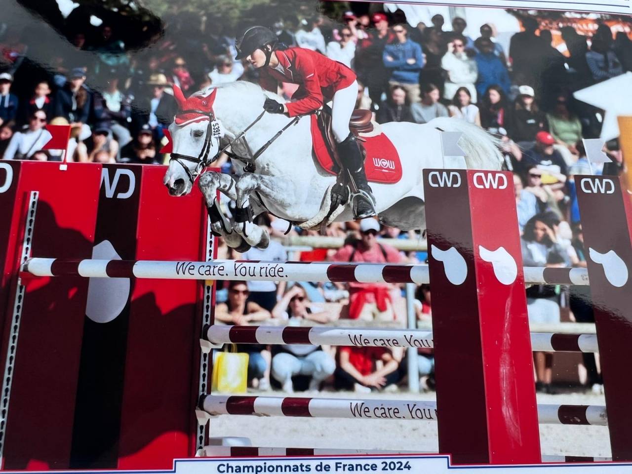 Stallion Dutch Riding Pony For loan 2012 Grey