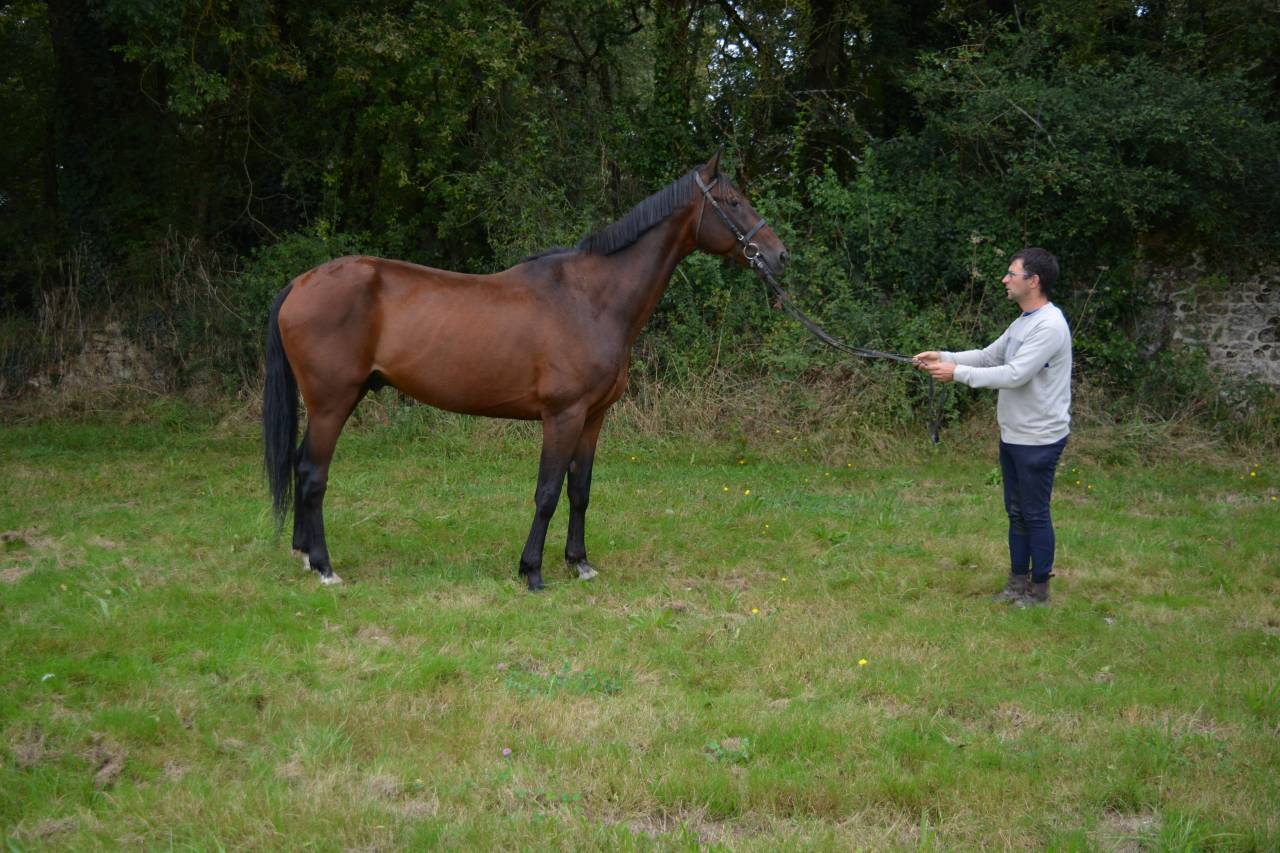 Gelding French Trotter For sale 2019 Bay