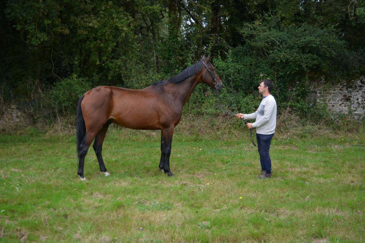 Gelding French Trotter For sale 2019 Bay