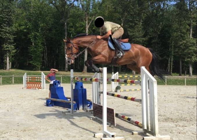 Gelding Selle Fran&ccedil;ais For sale 2012 Bay