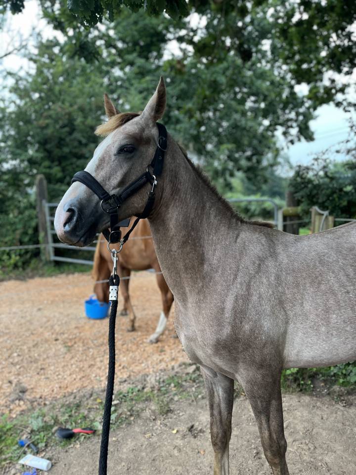 Gelding Arabian Half Blood For sale 2023 Chesnut