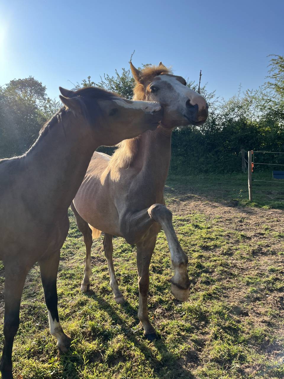Gelding Arabian Half Blood For sale 2023 Chesnut