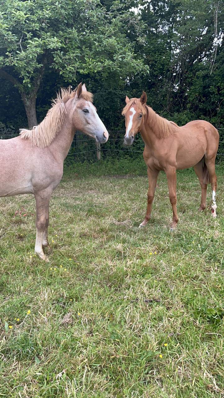 Gelding Arabian Half Blood For sale 2023 Chesnut