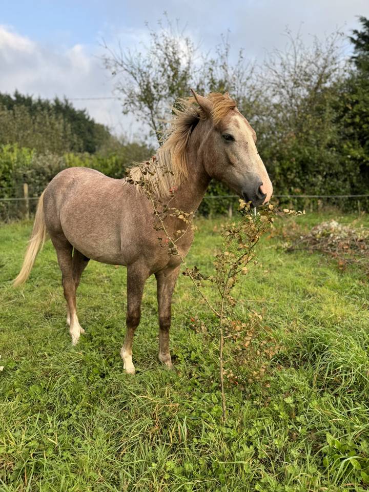 Gelding Arabian Half Blood For sale 2023 Chesnut