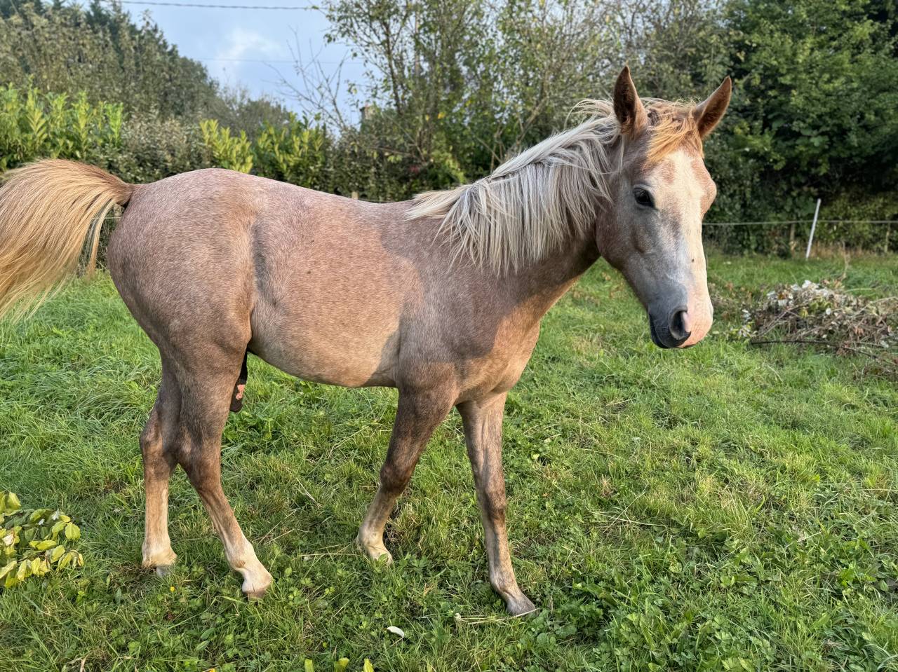 Gelding Arabian Half Blood For sale 2023 Chesnut