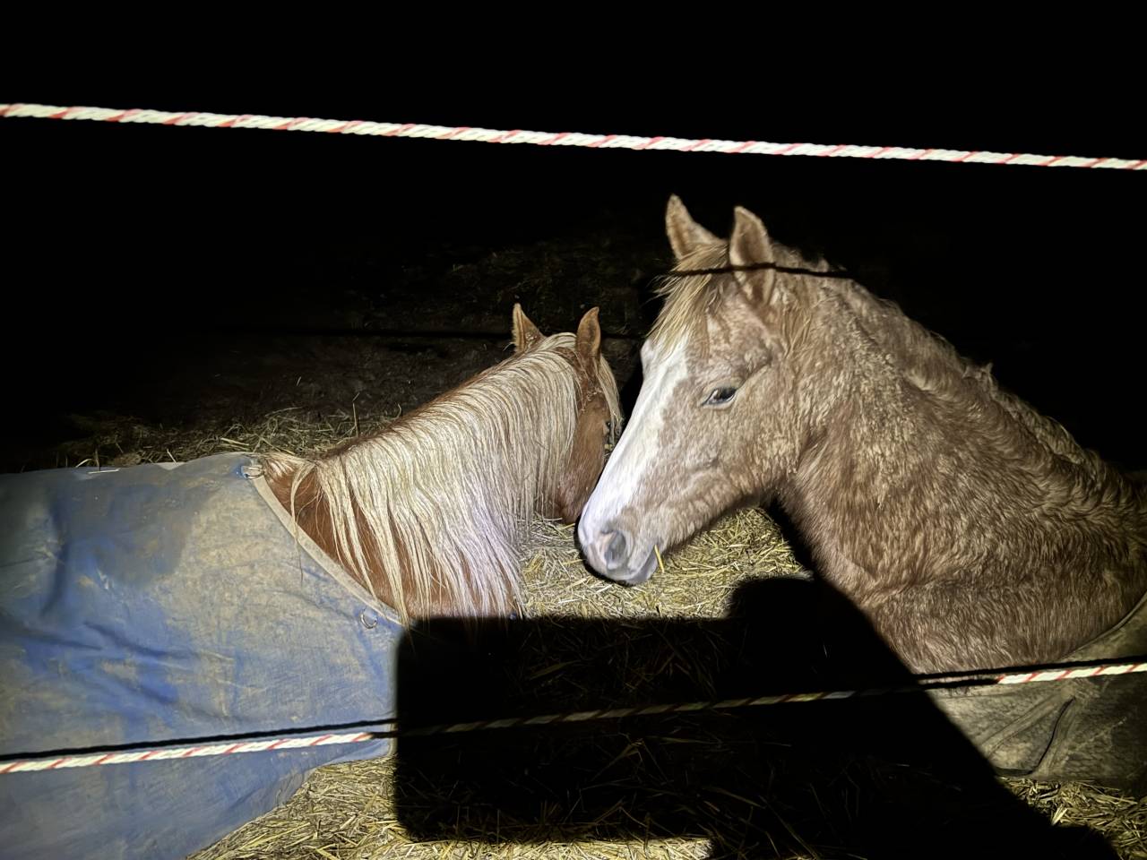 Gelding Arabian Half Blood For sale 2023 Chesnut