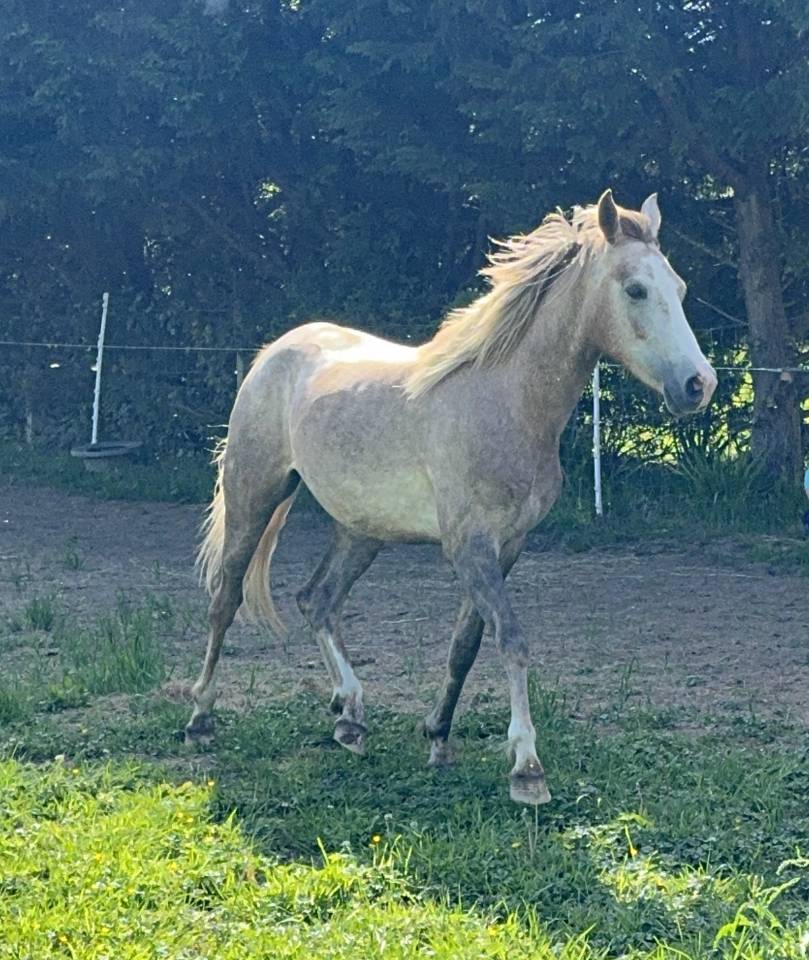 Gelding Arabian Half Blood For sale 2023 Chesnut