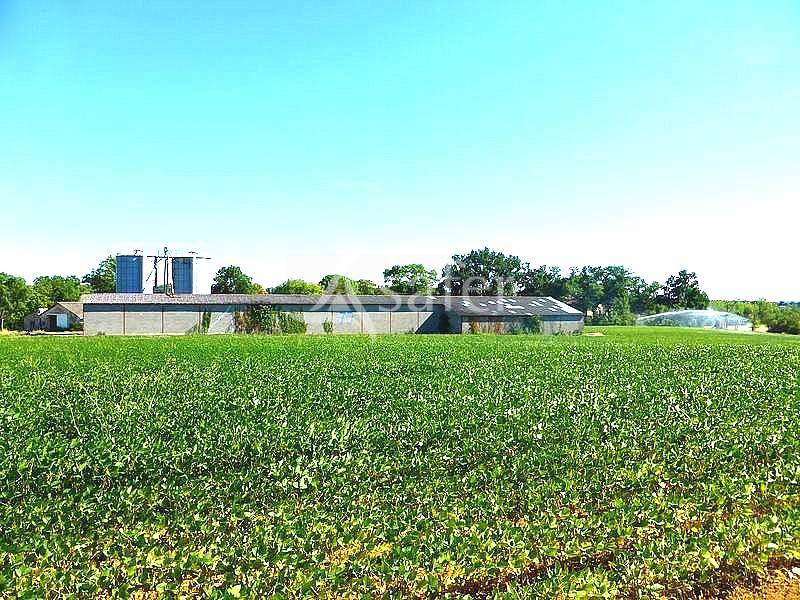 Grain farm  Tarn-et-Taronne