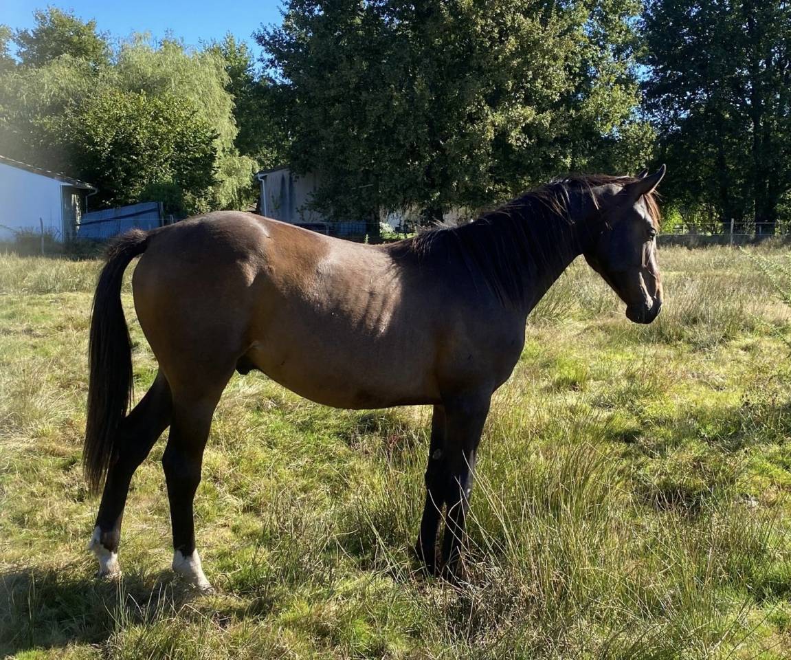 Colt Selle Français For sale 2023 Bay