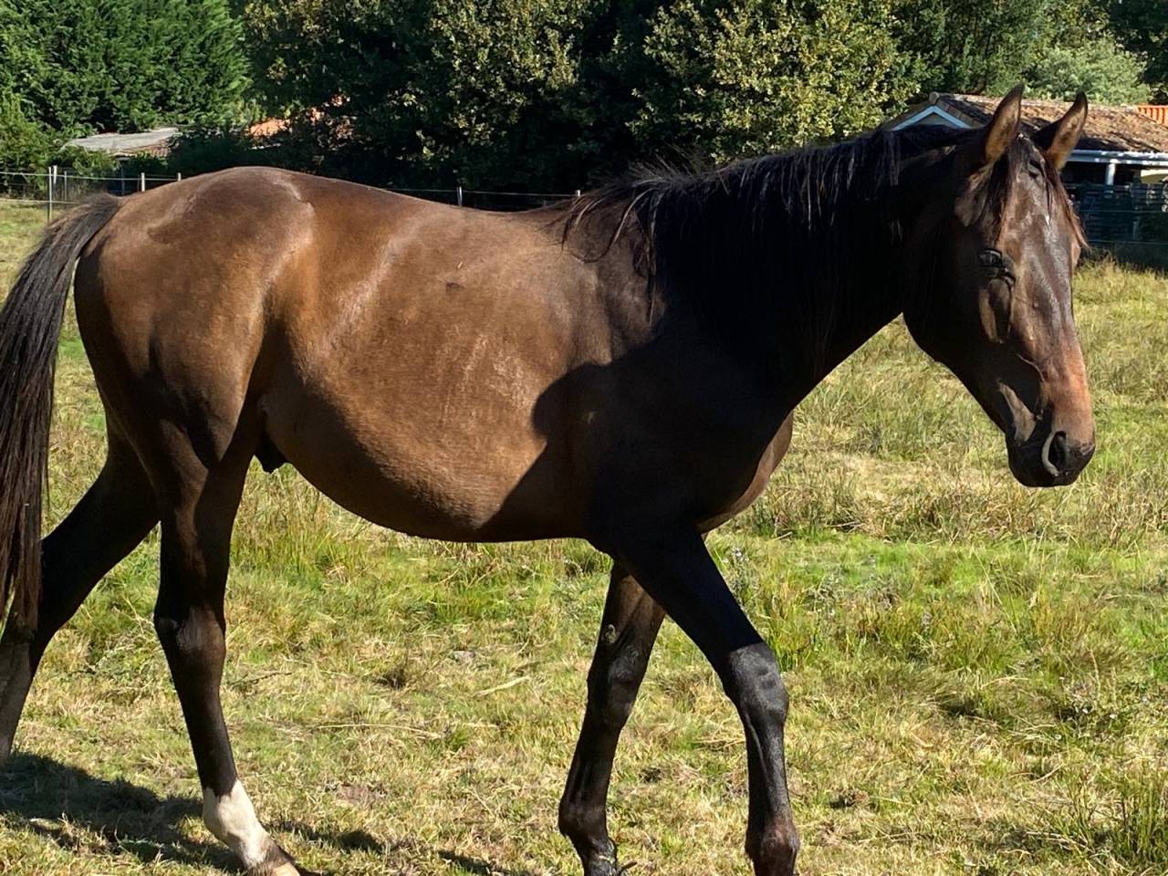 Colt Selle Français For sale 2023 Bay