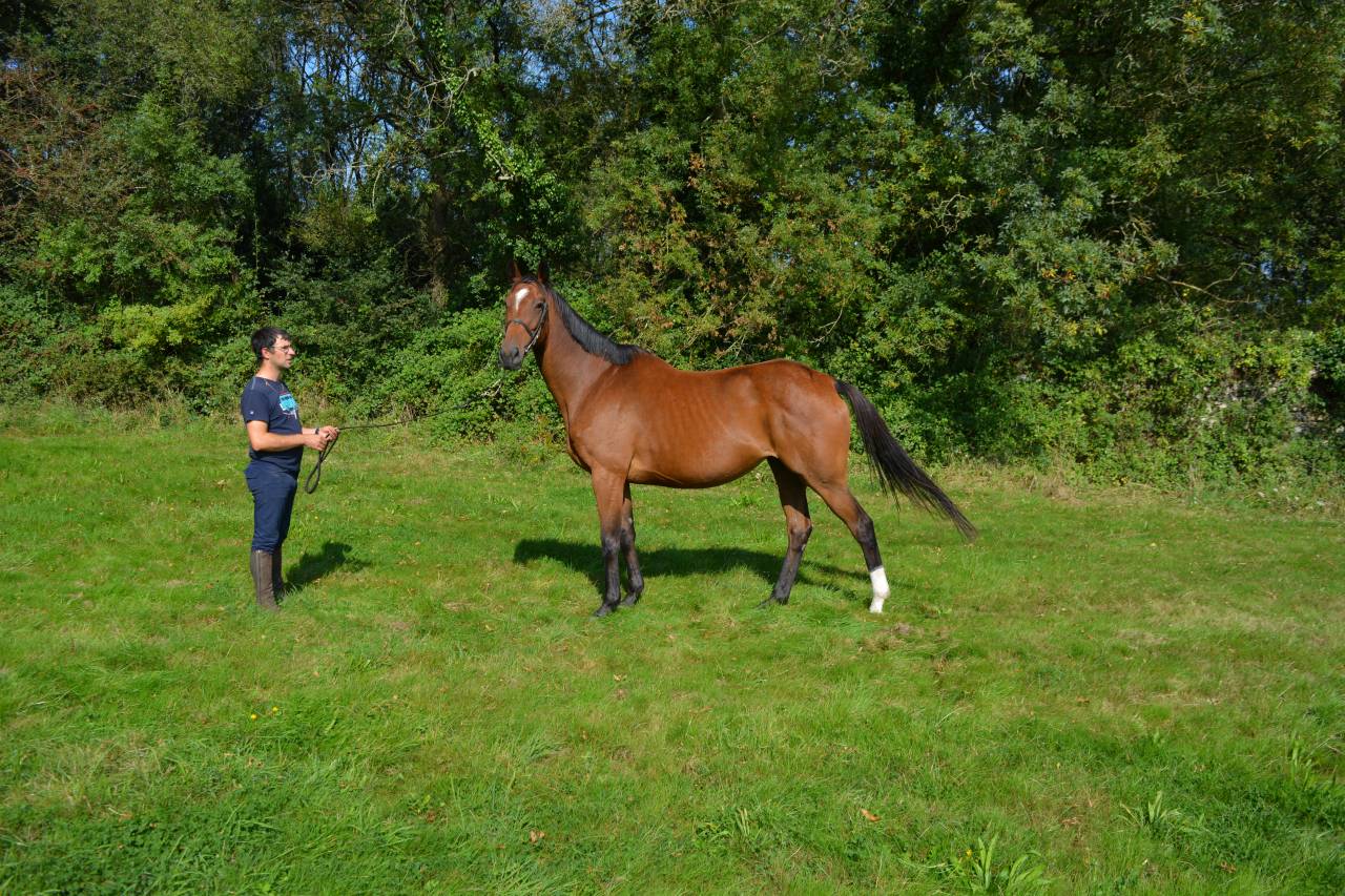 Mare Thoroughbred For sale 2017 Bay