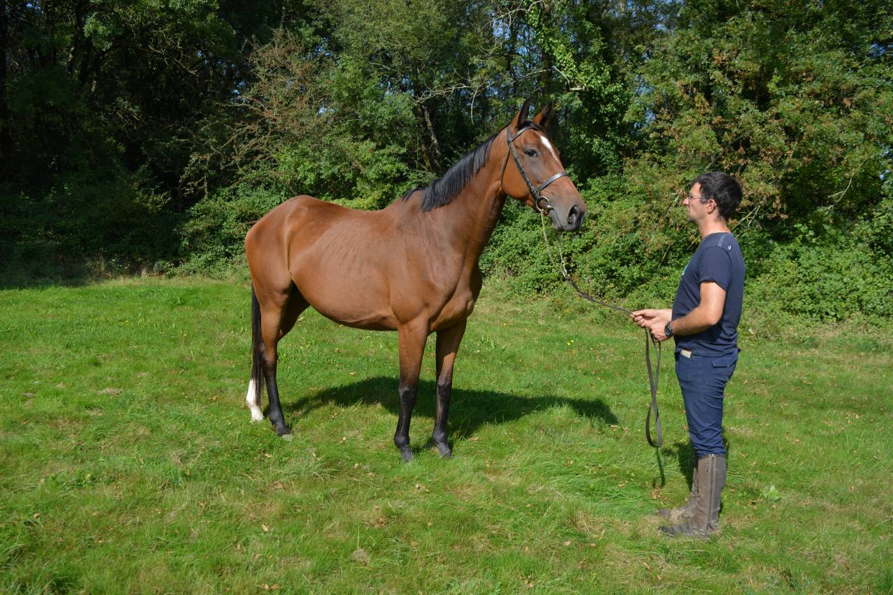 Mare Thoroughbred For sale 2017 Bay