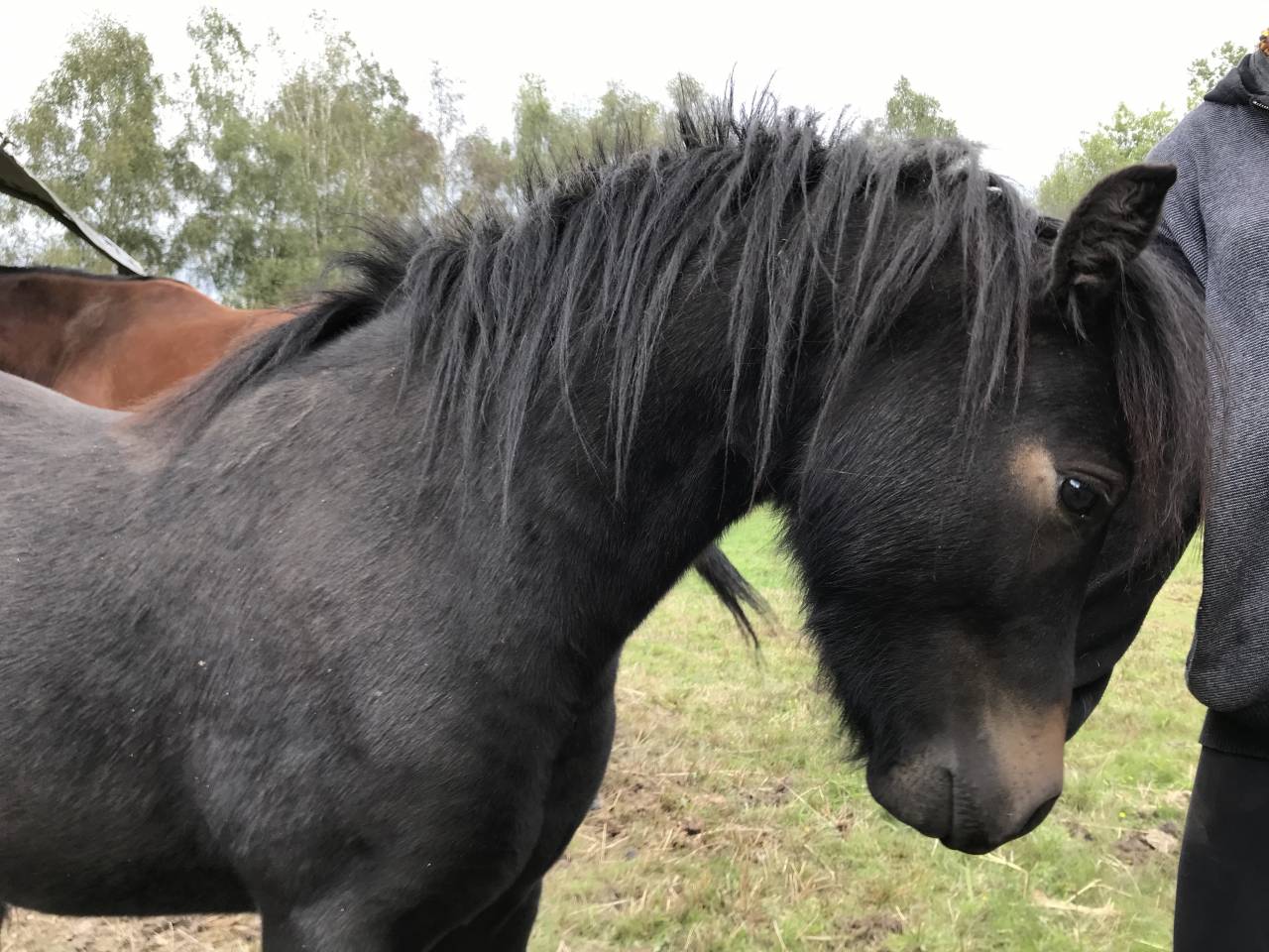 Gelding Dartmoor For sale 2023 Dark Bay