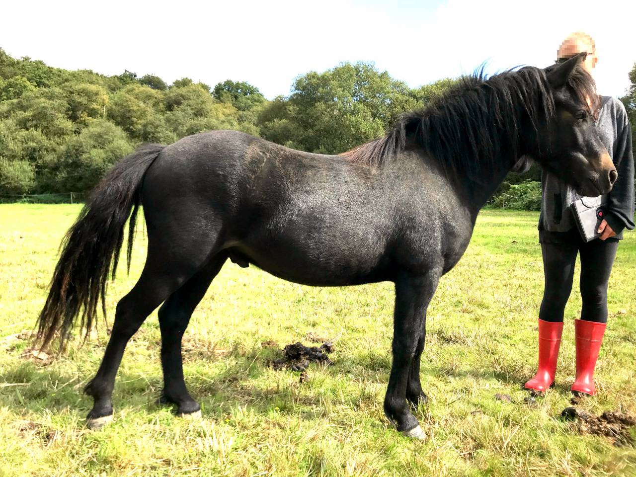 Gelding Dartmoor For sale 2023 Dark Bay