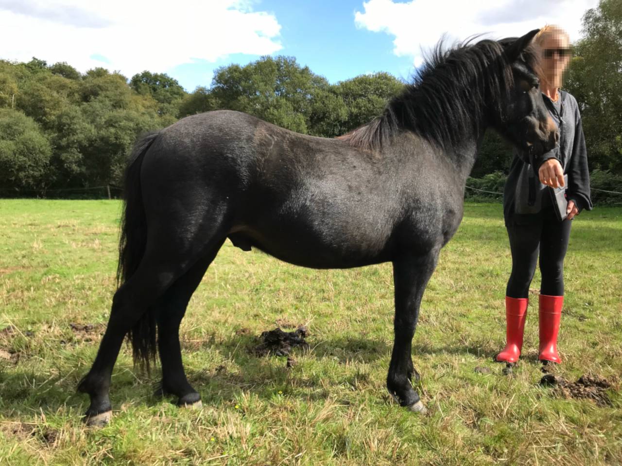 Gelding Dartmoor For sale 2023 Dark Bay