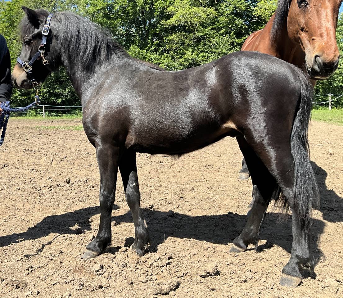 Gelding Dartmoor For sale 2023 Dark Bay