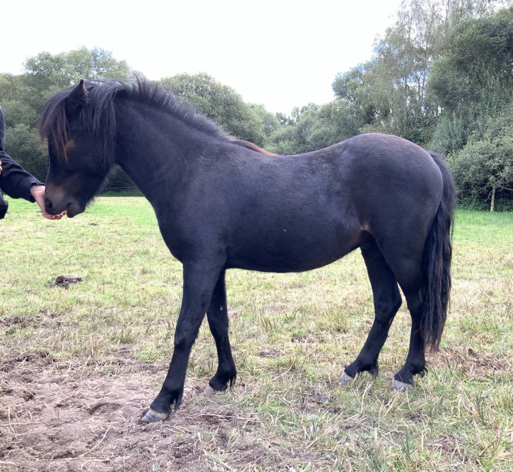 Gelding Dartmoor For sale 2023 Dark Bay