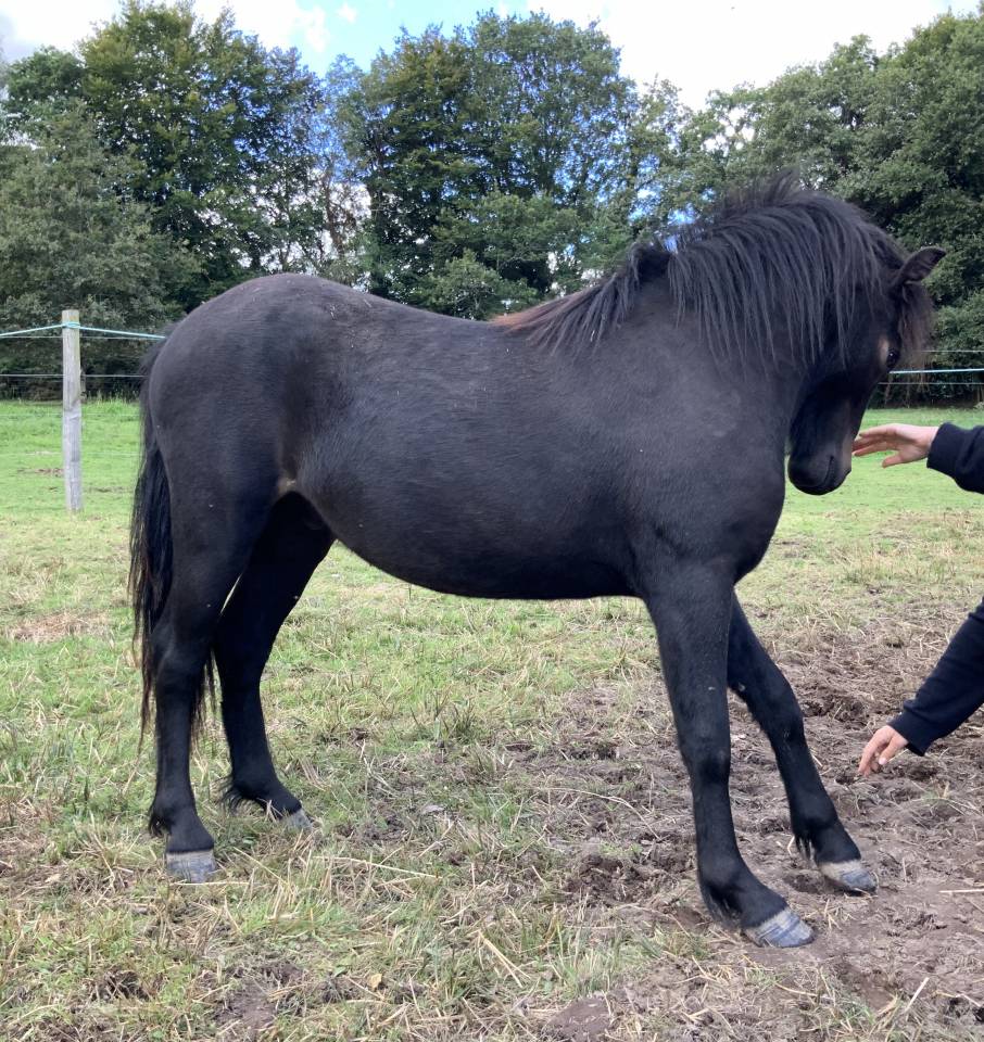 Gelding Dartmoor For sale 2023 Dark Bay