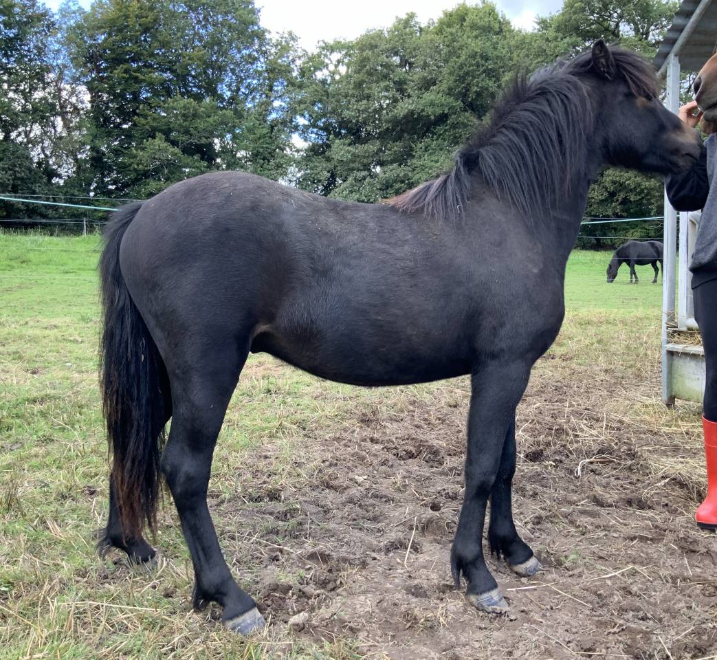 Gelding Dartmoor For sale 2023 Dark Bay