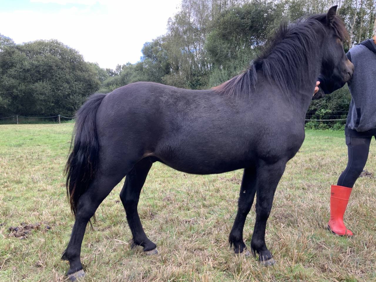 Gelding Dartmoor For sale 2023 Dark Bay