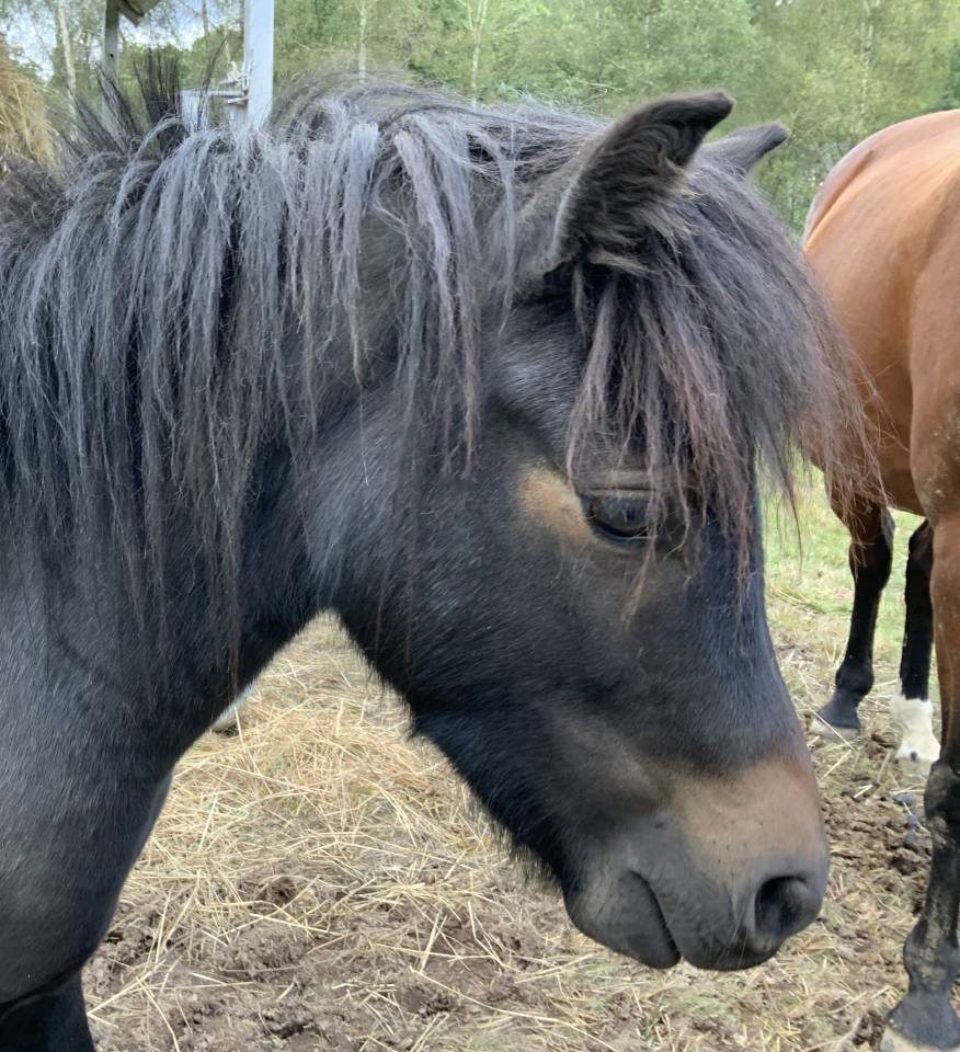 Gelding Dartmoor For sale 2023 Dark Bay
