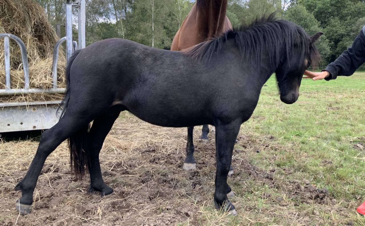 Gelding Dartmoor For sale 2023 Dark Bay