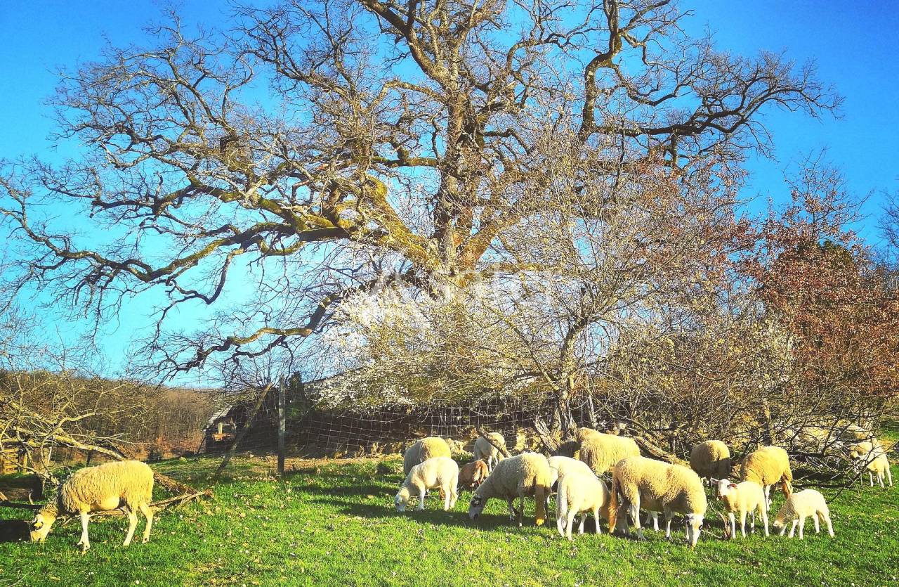 Poultry farm  Tarn-et-Taronne
