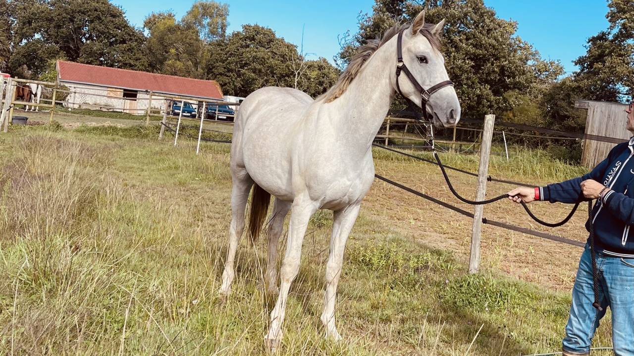 Gelding Zangersheide For sale 2022 Grey